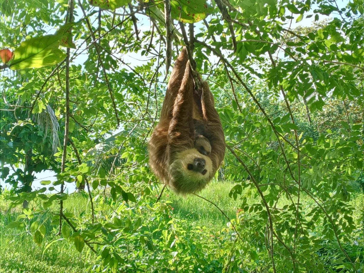 Vila Jungle Paunch Bocas del Toro Exteriér fotografie