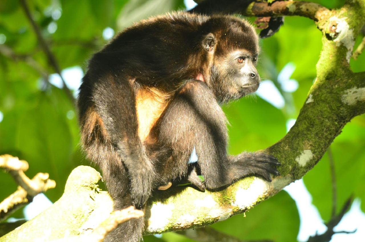 Vila Jungle Paunch Bocas del Toro Exteriér fotografie